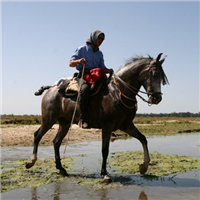 ขี่ผ่านDoñana